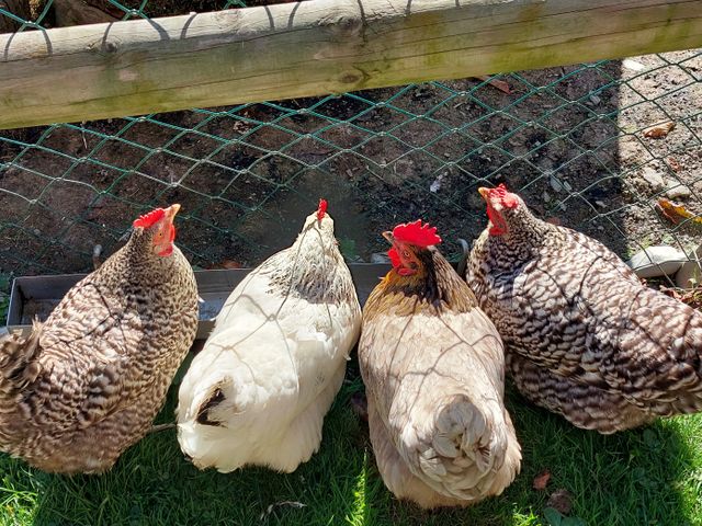 Ferienwohnungen Unterreithof