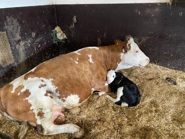 Appartements Leogang