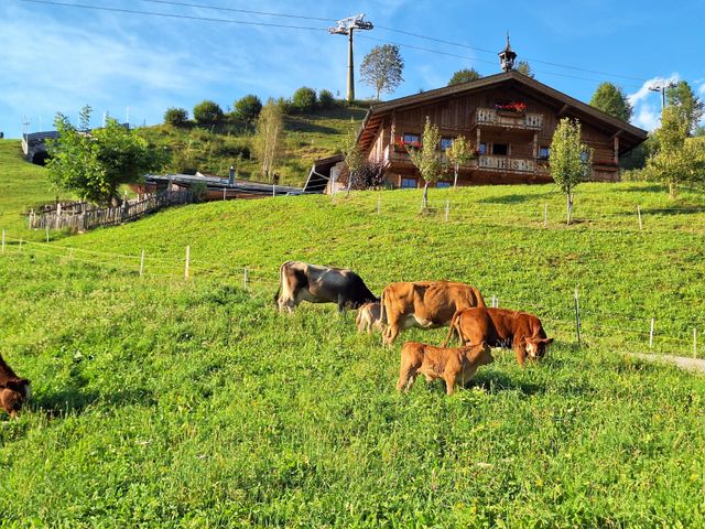 Hatzbauer - Urlaub am BIO-Bauernhof