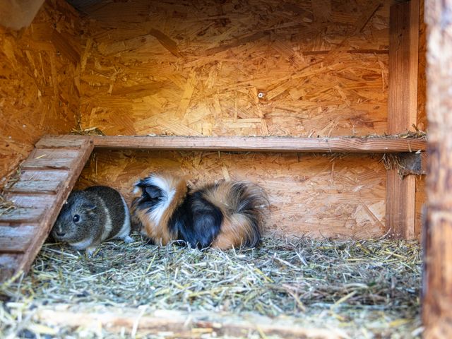 Ferienhaus Palfenhof Grossarltal