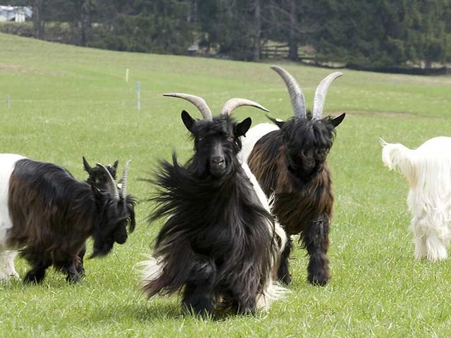 Familienbauernhof Bairauhof