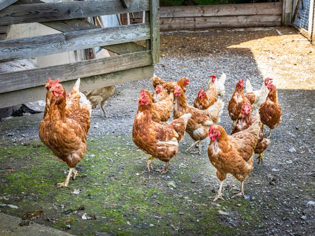 Bergbauernhof Neuhaus in Hüttschlag
