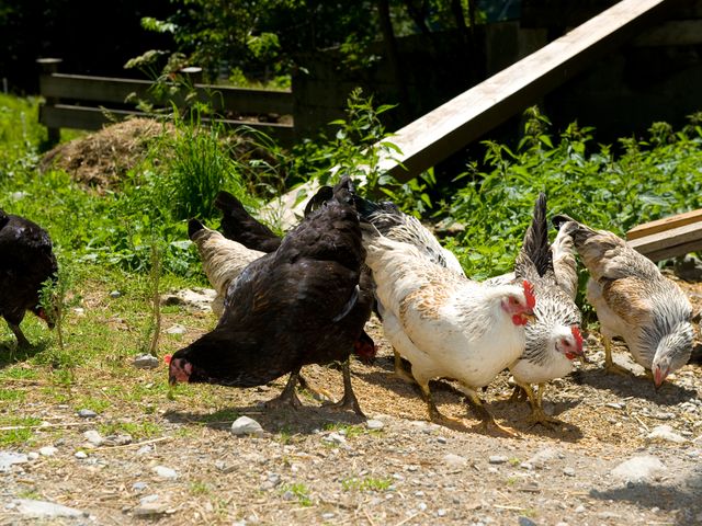 Almhütte Mitterstall